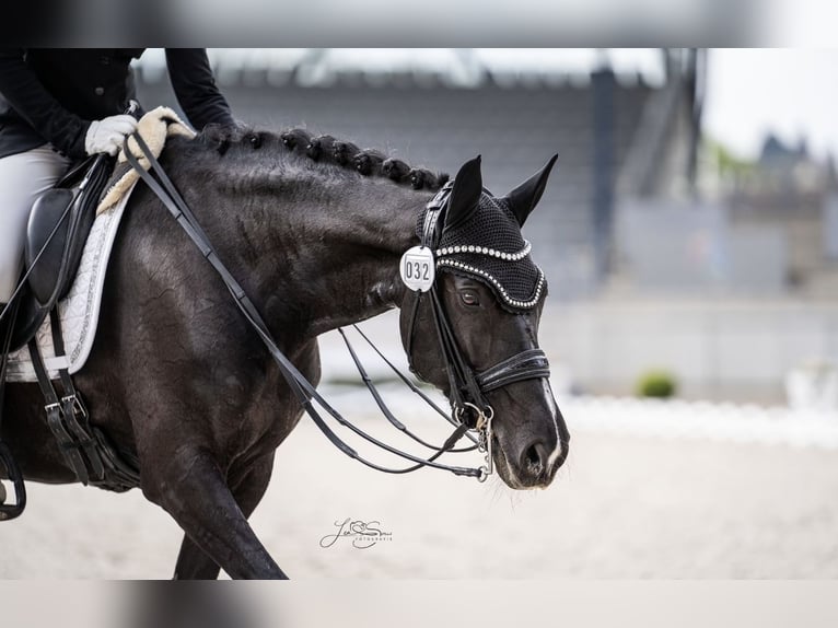 Deutsches Reitpferd Stute 15 Jahre 157 cm Rappe in Essen