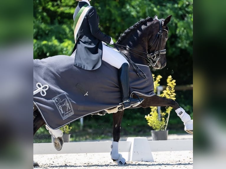 Deutsches Reitpferd Stute 15 Jahre 157 cm Rappe in Essen