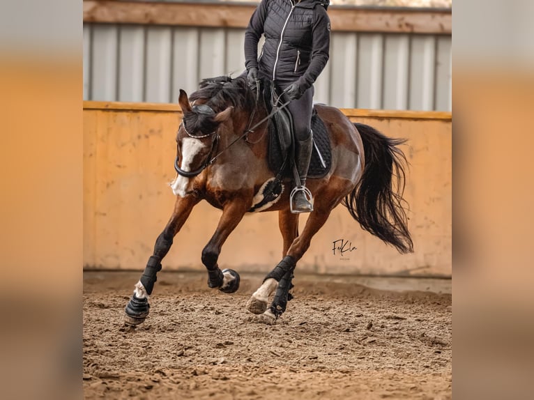 Deutsches Reitpferd Stute 15 Jahre 160 cm Brauner in Lederbach