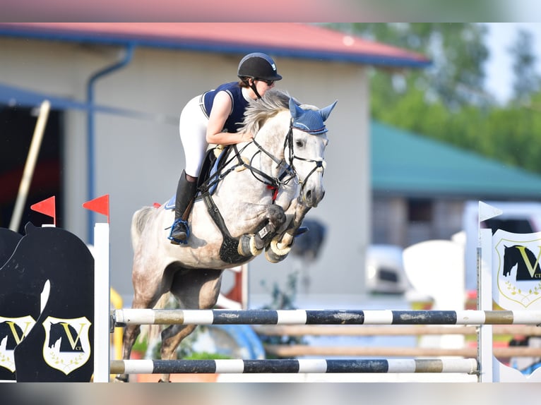Deutsches Reitpferd Stute 15 Jahre 162 cm Braunfalbschimmel in Horitschon
