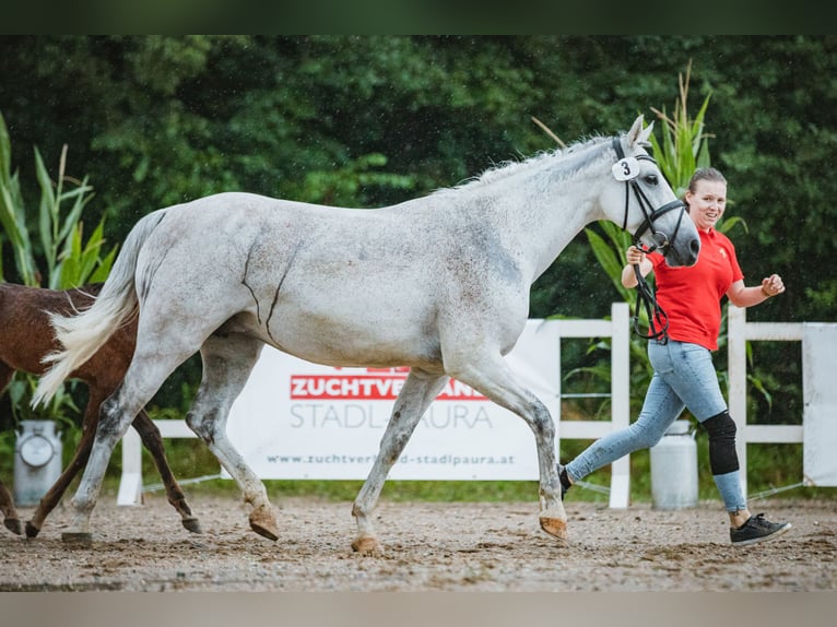 Deutsches Reitpferd Stute 15 Jahre 162 cm Braunfalbschimmel in Horitschon