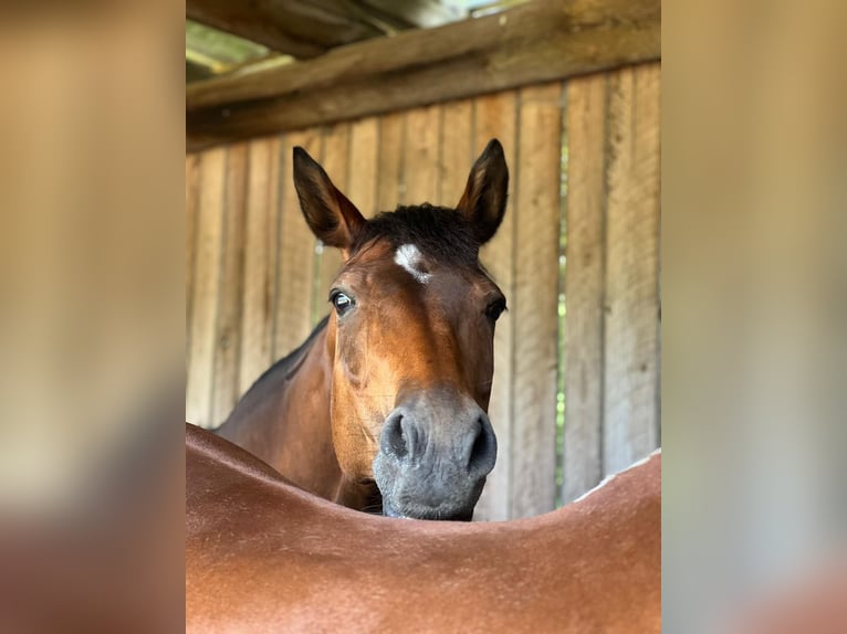 Deutsches Reitpferd Stute 15 Jahre 163 cm Brauner in Wolfenb&#xFC;ttel