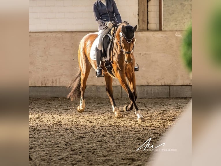 Deutsches Reitpferd Stute 15 Jahre 163 cm Brauner in Wolfenb&#xFC;ttel