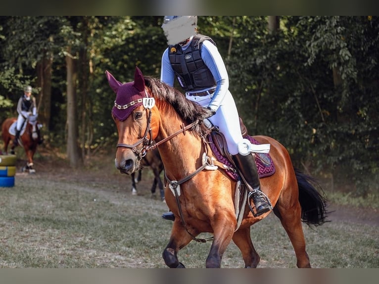 Deutsches Reitpferd Stute 15 Jahre 163 cm Brauner in Wolfenb&#xFC;ttel