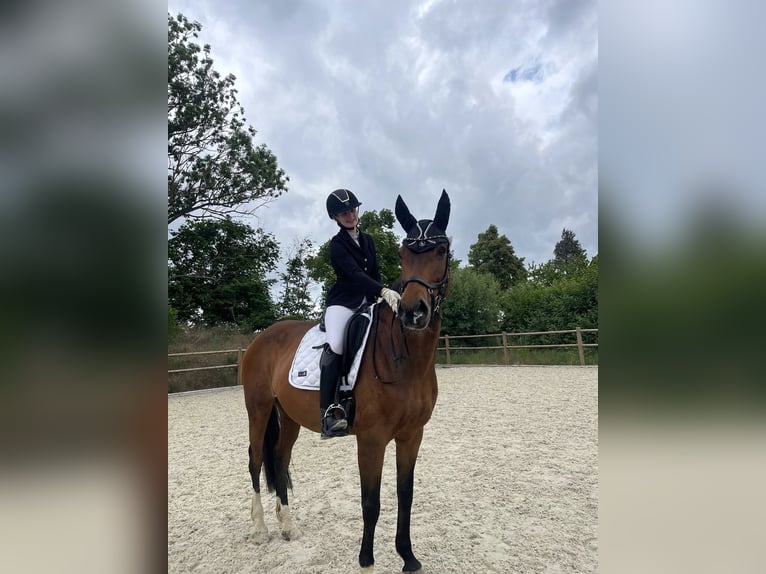 Deutsches Reitpferd Stute 15 Jahre 163 cm Brauner in Wolfenb&#xFC;ttel