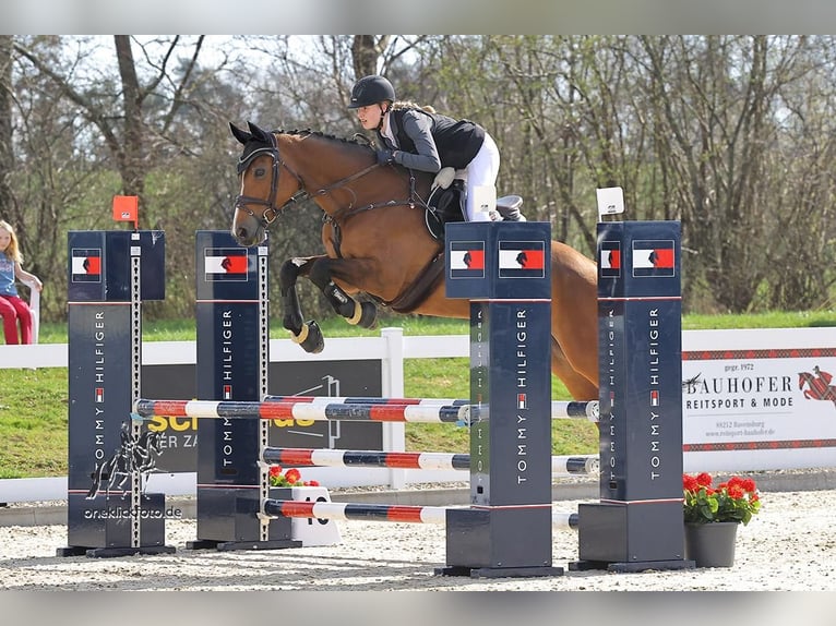 Deutsches Reitpferd Stute 15 Jahre 167 cm Brauner in Friedrichshafen