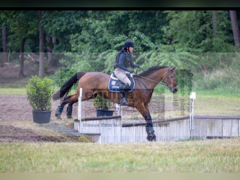 Deutsches Reitpferd Stute 15 Jahre 167 cm Brauner in Wesel