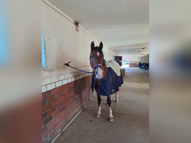 Deutsches Reitpferd Stute 15 Jahre 168 cm Brauner in Sch&#xF6;nefeld