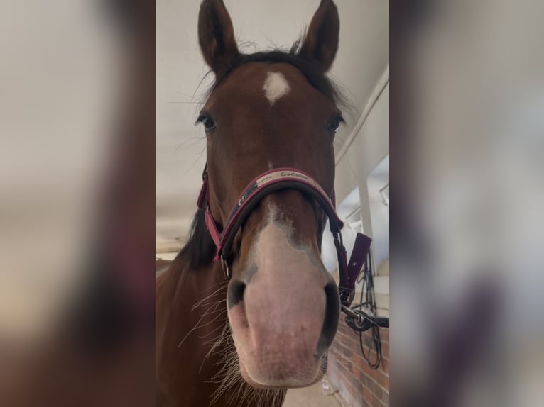 Deutsches Reitpferd Stute 15 Jahre 168 cm Brauner in Sch&#xF6;nefeld