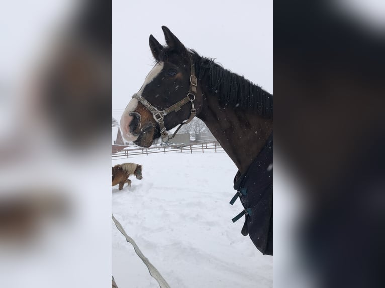 Deutsches Reitpferd Stute 15 Jahre 170 cm Brauner in Telgte