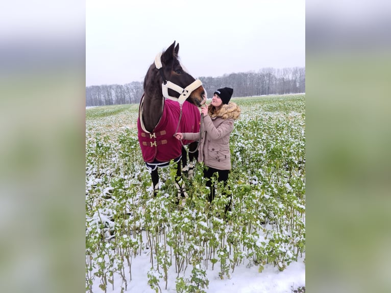 Deutsches Reitpferd Stute 15 Jahre 170 cm Brauner in Telgte