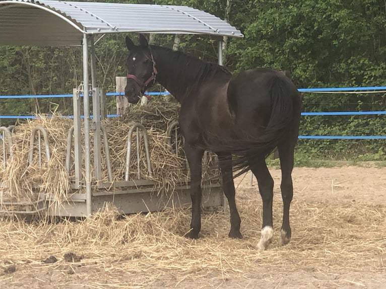 Deutsches Reitpferd Stute 15 Jahre 170 cm Rappe in Haida