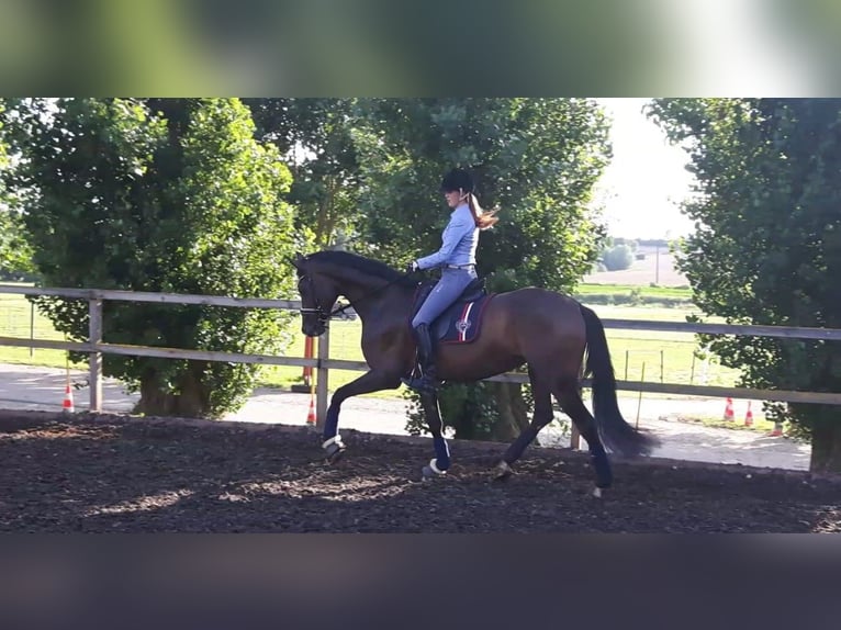 Deutsches Reitpferd Stute 15 Jahre 173 cm Brauner in Wimsheim
