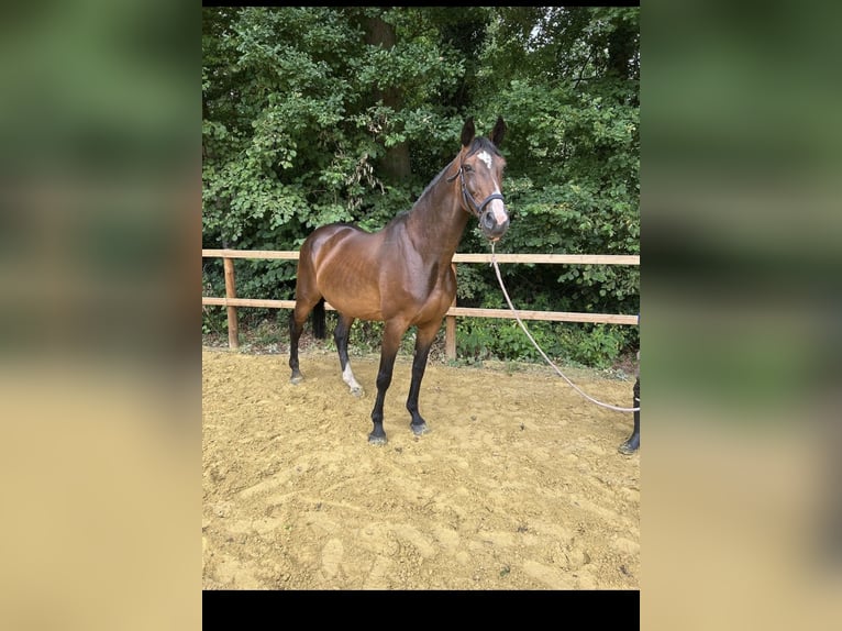 Deutsches Reitpferd Stute 15 Jahre 175 cm Brauner in LadbergenLadbergen