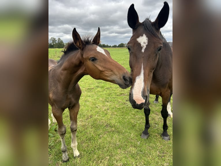 Deutsches Reitpferd Stute 15 Jahre 175 cm Brauner in LadbergenLadbergen