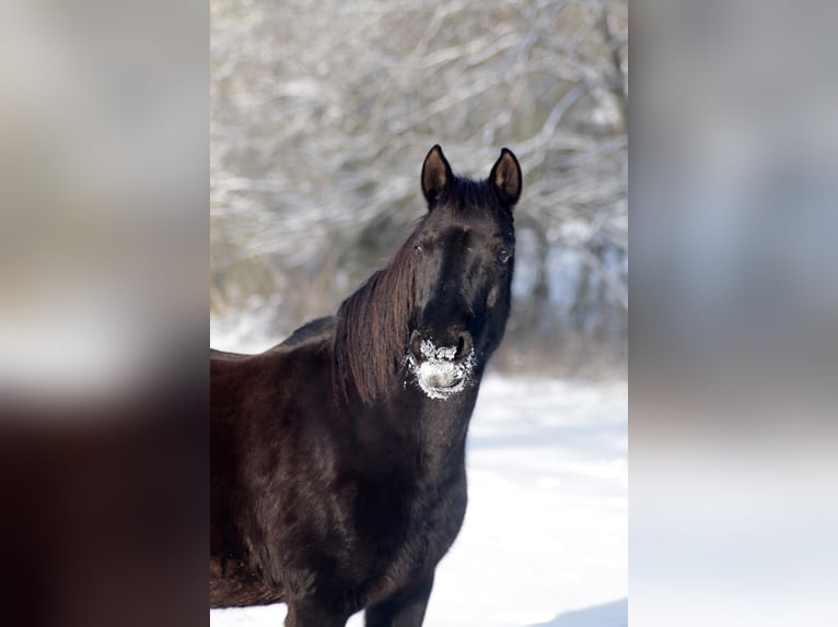 Deutsches Reitpferd Mix Stute 16 Jahre 145 cm Rappe in Weilrod