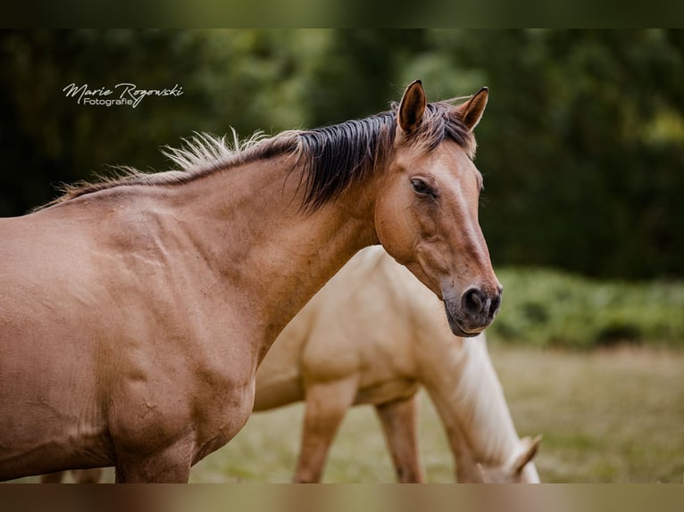 Deutsches Reitpferd Stute 16 Jahre 152 cm Falbe in Beaumont pied-de-boeuf