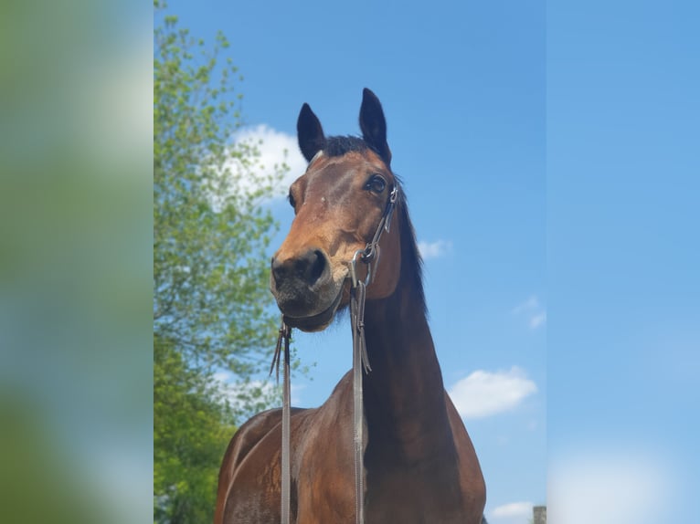 Deutsches Reitpferd Mix Stute 16 Jahre 155 cm Brauner in Marl