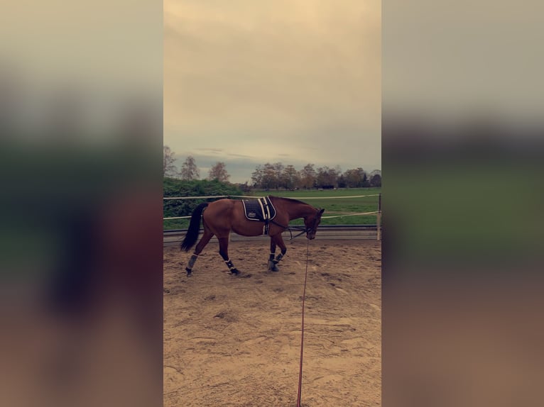 Deutsches Reitpferd Stute 16 Jahre 156 cm Brauner in Buseck