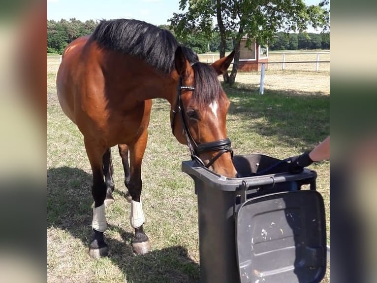 Deutsches Reitpferd Stute 16 Jahre 157 cm Brauner in Bremerhaven