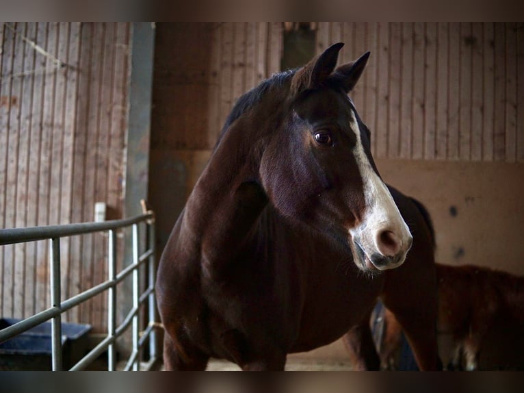 Deutsches Reitpferd Mix Stute 16 Jahre 158 cm Brauner in Offenbach