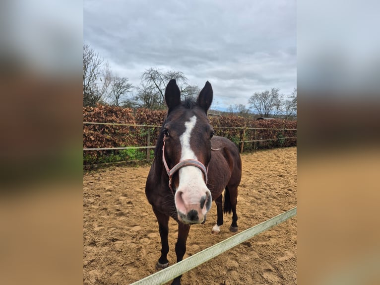 Deutsches Reitpferd Mix Stute 16 Jahre 158 cm Brauner in Offenbach