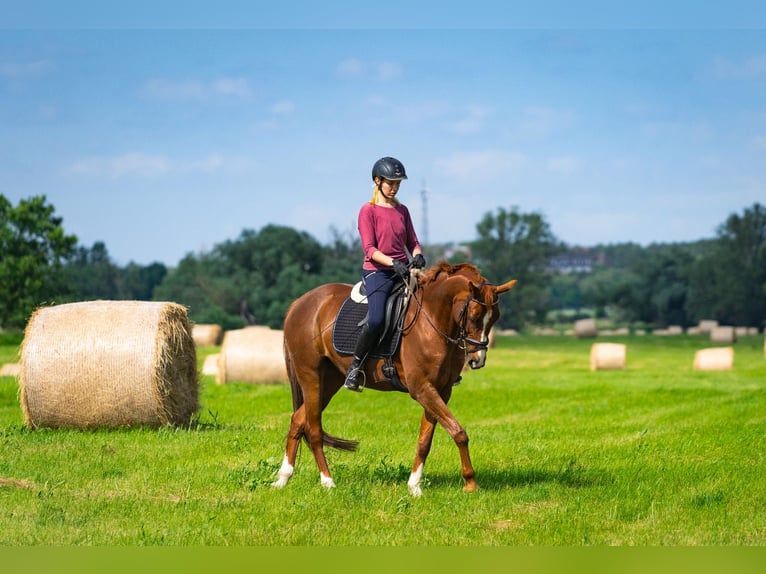 Deutsches Reitpferd Stute 16 Jahre 160 cm Rotfuchs in Gerwisch