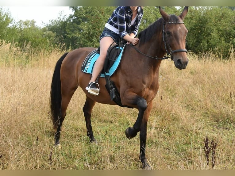 Deutsches Reitpferd Mix Stute 16 Jahre 162 cm Brauner in Thaleischweiler-Fr&#xF6;schen