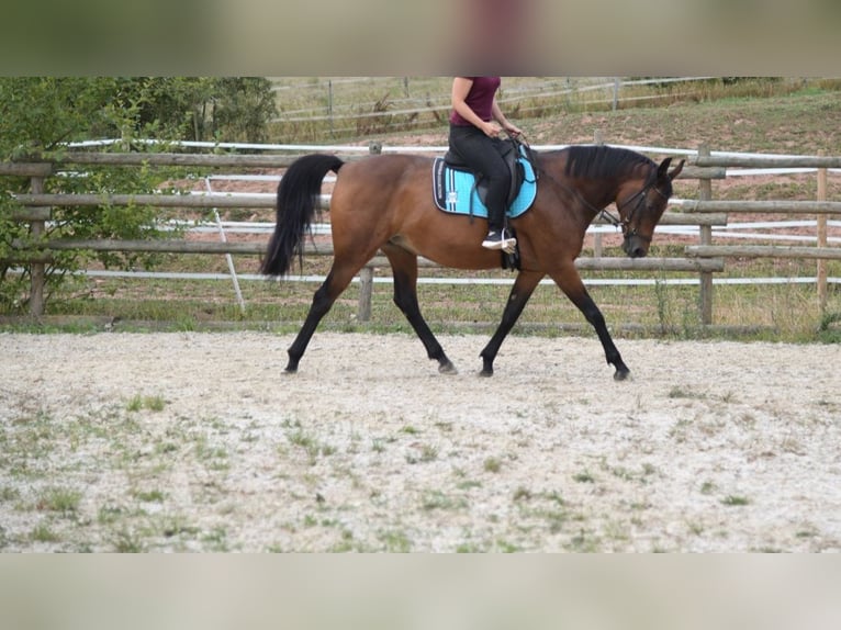 Deutsches Reitpferd Mix Stute 16 Jahre 162 cm Brauner in Thaleischweiler-Fr&#xF6;schen