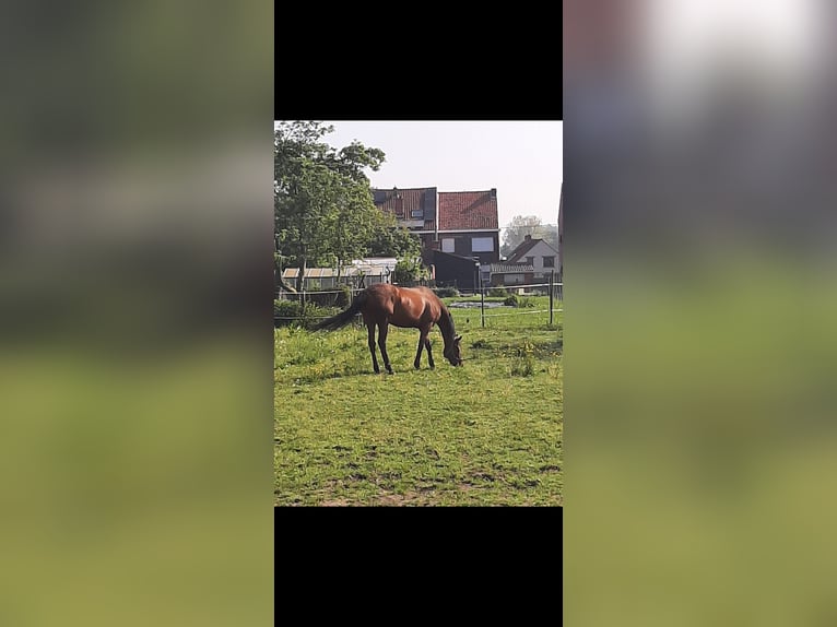 Deutsches Reitpferd Stute 16 Jahre 165 cm Brauner in Opwijk