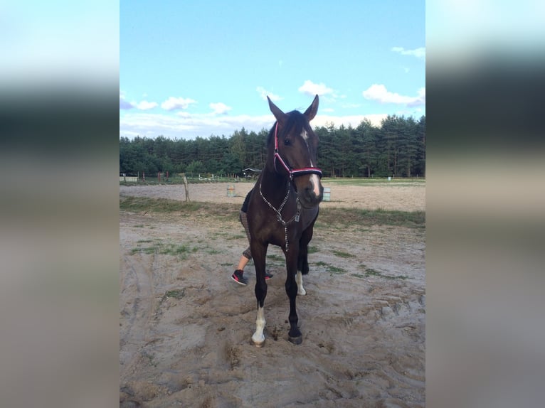 Deutsches Reitpferd Stute 16 Jahre 165 cm Dunkelbrauner in Fürstenwalde/Spree