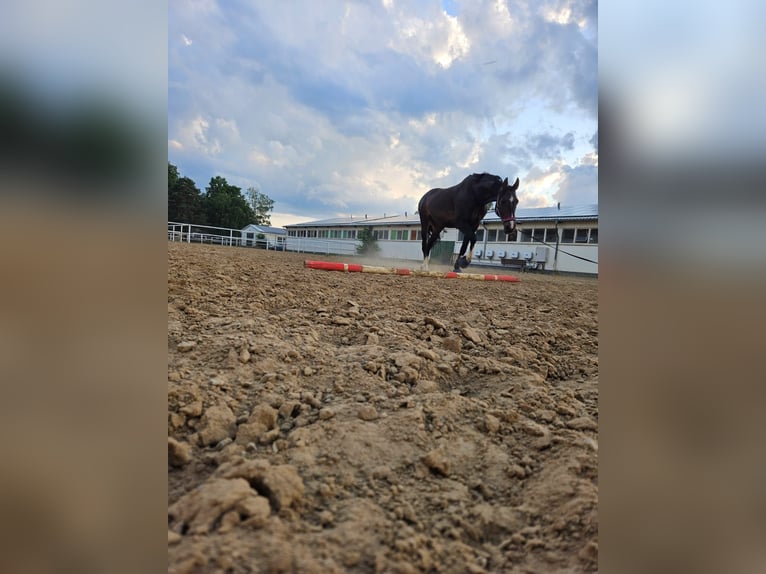 Deutsches Reitpferd Stute 16 Jahre 165 cm Dunkelbrauner in Fürstenwalde/Spree
