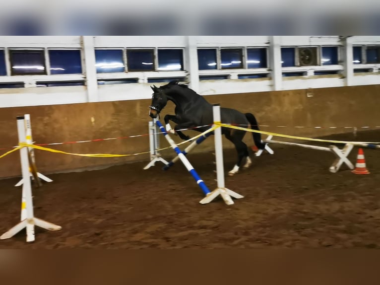 Deutsches Reitpferd Stute 16 Jahre 165 cm Dunkelbrauner in Fürstenwalde/Spree