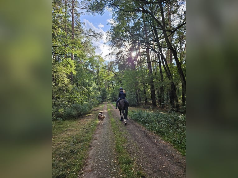 Deutsches Reitpferd Stute 16 Jahre 165 cm Dunkelbrauner in Fürstenwalde/Spree
