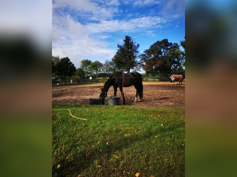 Deutsches Reitpferd Stute 16 Jahre 165 cm Dunkelbrauner in Fürstenwalde/Spree