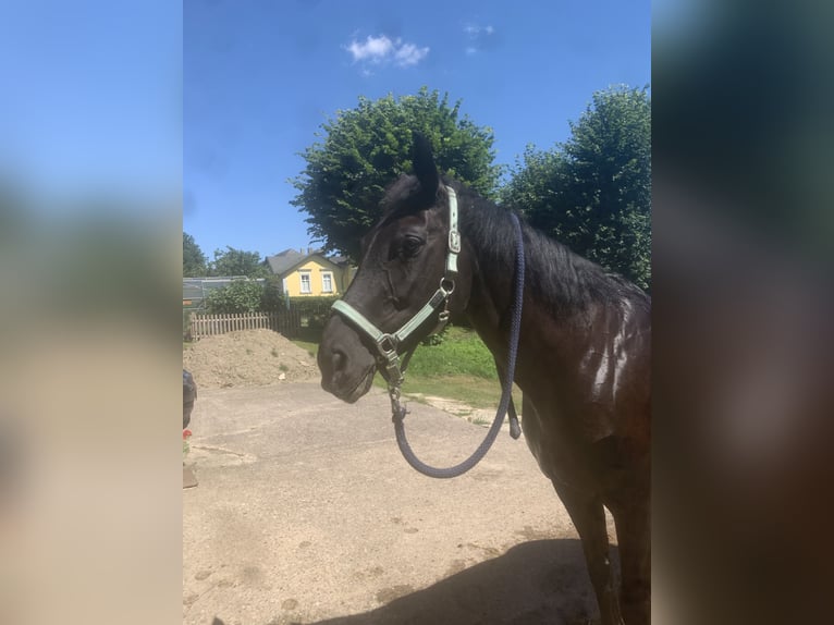Deutsches Reitpferd Stute 16 Jahre 170 cm Rappe in Rinteln WennenkampRinteln