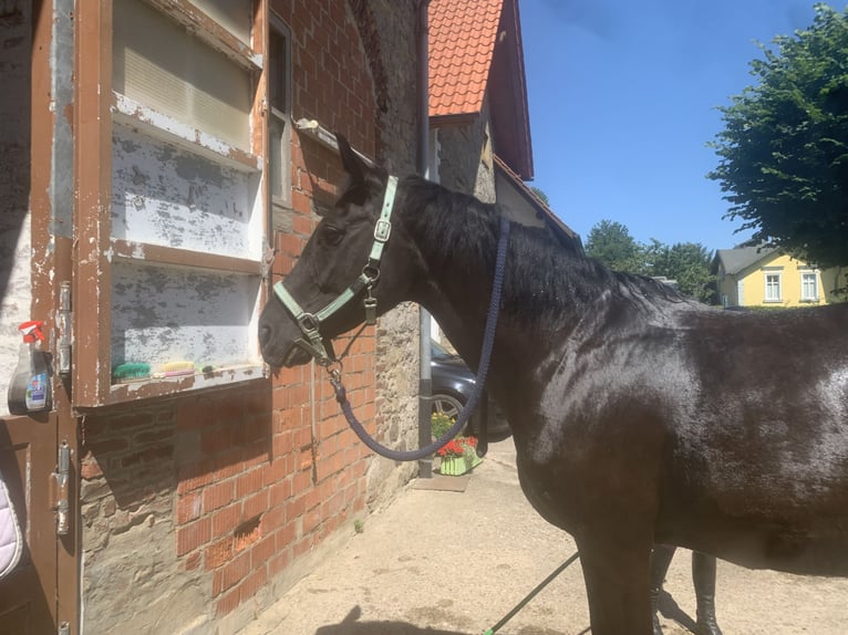 Deutsches Reitpferd Stute 16 Jahre 170 cm Rappe in Rinteln WennenkampRinteln