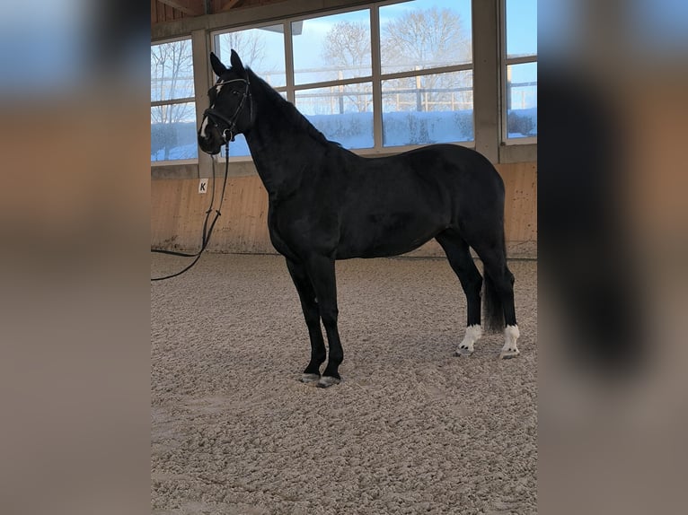 Deutsches Reitpferd Stute 16 Jahre 172 cm Dunkelbrauner in Donaueschingen