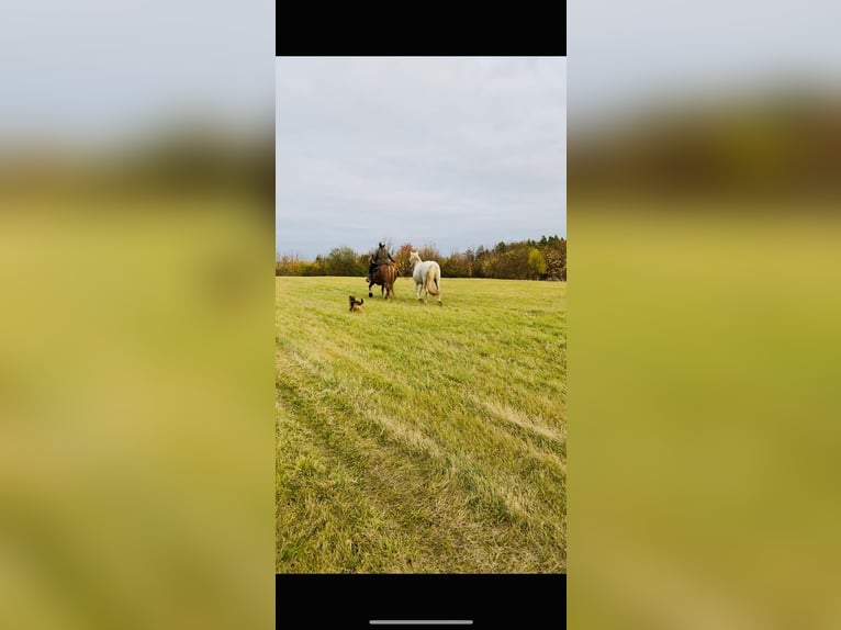 Deutsches Reitpferd Mix Stute 17 Jahre 140 cm Fuchs in Unstrut-Hainich