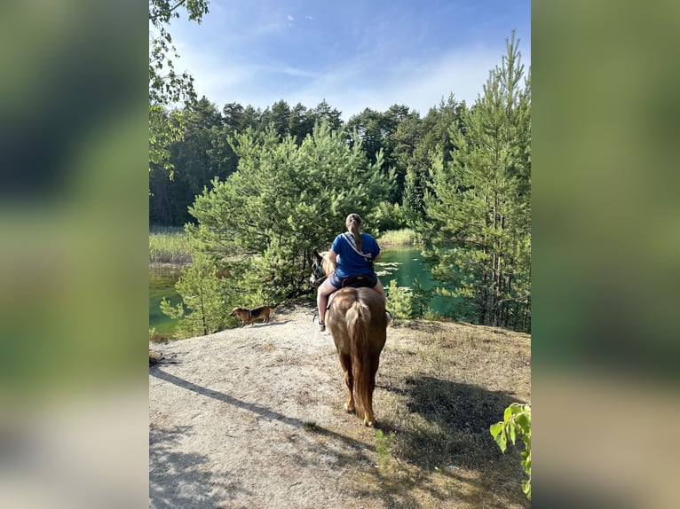 Deutsches Reitpferd Mix Stute 17 Jahre 140 cm Fuchs in Unstrut-Hainich