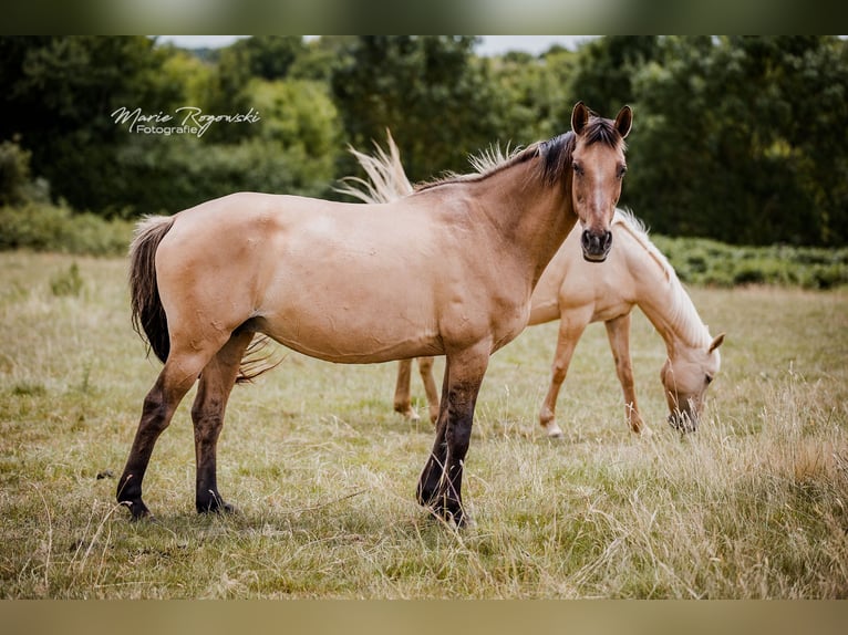 Deutsches Reitpferd Stute 17 Jahre 152 cm Falbe in Beaumont pied-de-boeuf