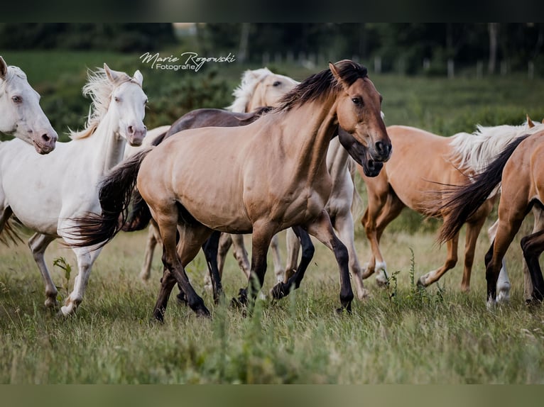 Deutsches Reitpferd Stute 17 Jahre 152 cm Falbe in Beaumont pied-de-boeuf