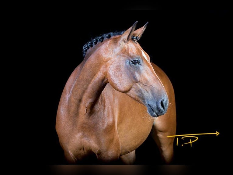 Deutsches Reitpferd Stute 17 Jahre 157 cm Brauner in Bremerhaven