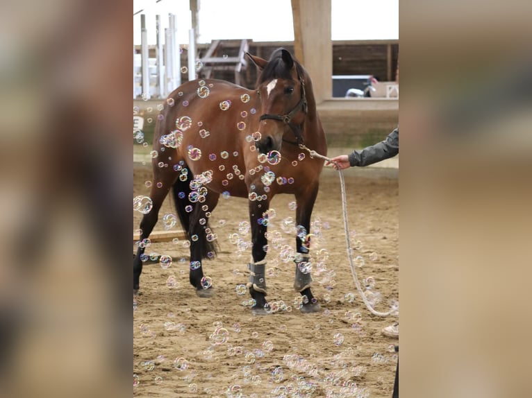 Deutsches Reitpferd Stute 17 Jahre 157 cm Brauner in Bremerhaven