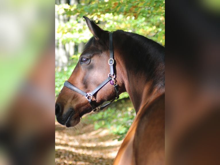 Deutsches Reitpferd Mix Stute 17 Jahre 157 cm Brauner in Bremerhaven