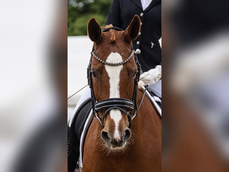 Deutsches Reitpferd Stute 17 Jahre 164 cm Fuchs in Wedemark