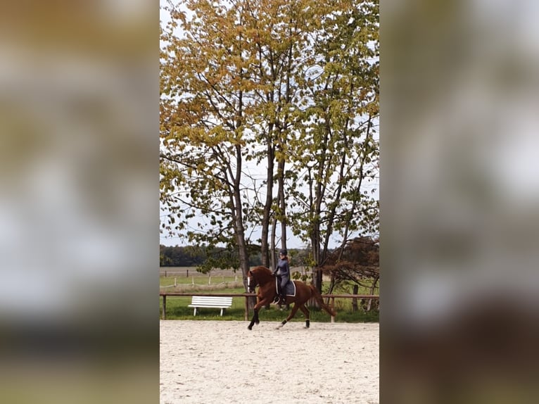 Deutsches Reitpferd Stute 17 Jahre 164 cm Fuchs in Wedemark
