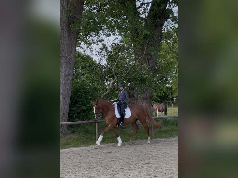 Deutsches Reitpferd Stute 17 Jahre 164 cm Fuchs in Wedemark