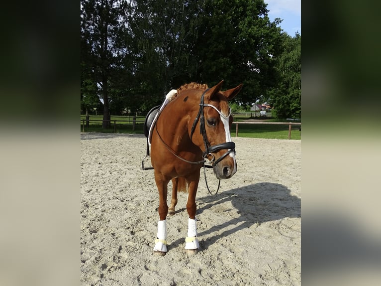 Deutsches Reitpferd Stute 17 Jahre 164 cm Fuchs in Wedemark