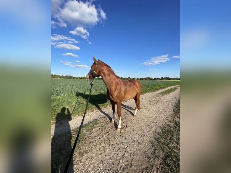 Deutsches Reitpferd Stute 17 Jahre 164 cm Fuchs in Wedemark